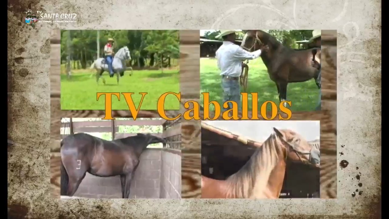 Caballos